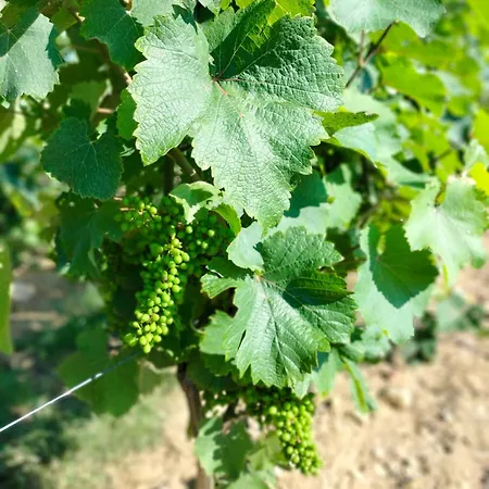 בית נופש Domaine De Bellevue