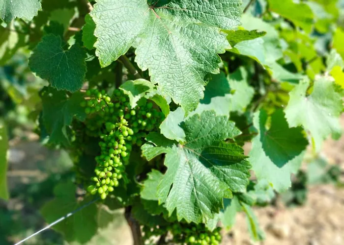 Σπίτι διακοπών Domaine De Bellevue